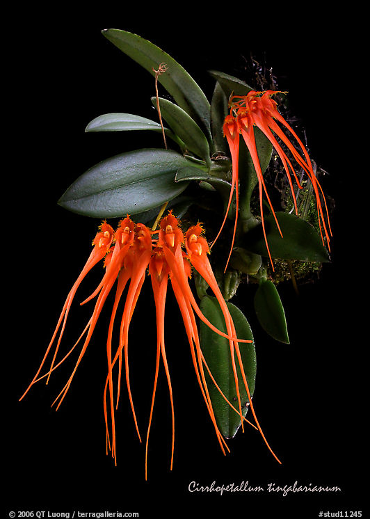 Cirrhopetalum cinnabarianum. A species orchid