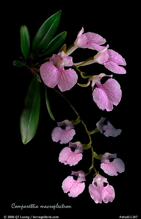 Studio/studarettia macroplectron. A species orchid