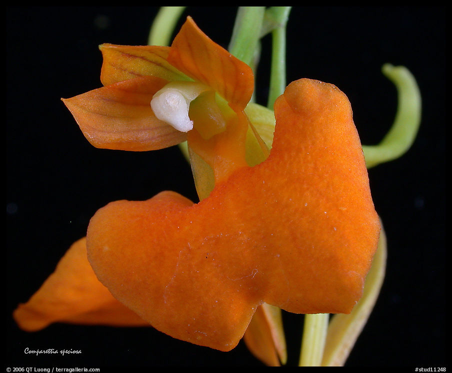 Studio/studarettia speciosa. A species orchid