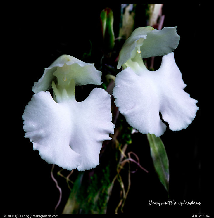 Studio/studarettia splendens. A species orchid
