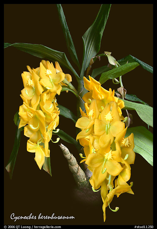 Cycnoches herenhusanum. A species orchid