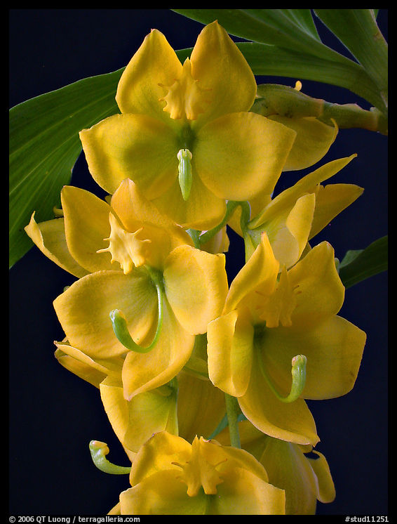 Cycnoches herenhusanum. A species orchid
