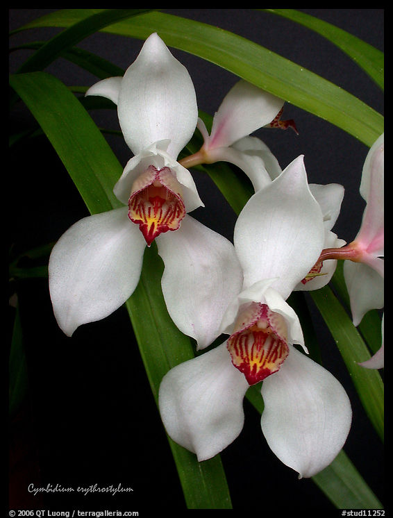 Cymbidium erythrostylum. A species orchid