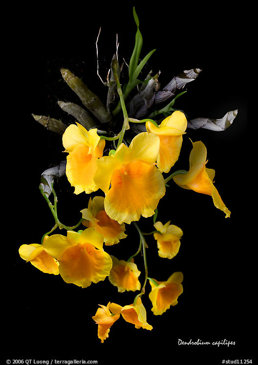 Dendrobium capilipes. A species orchid