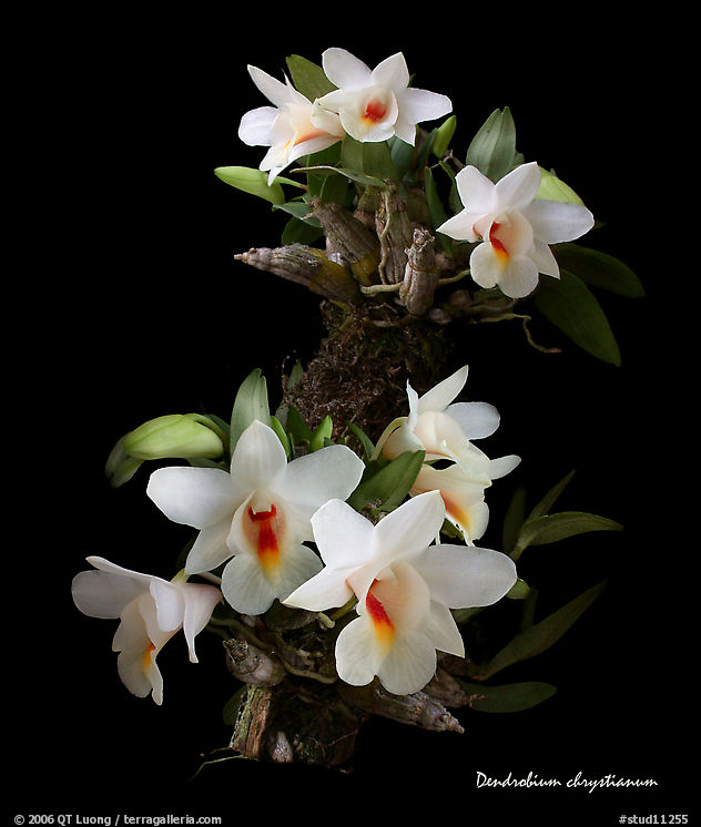 Dendrobium chrystianum. A species orchid