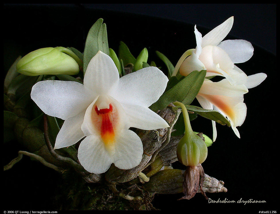 Dendrobium chrystianum. A species orchid