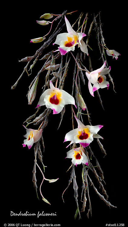 Dendrobium falconeri. A species orchid