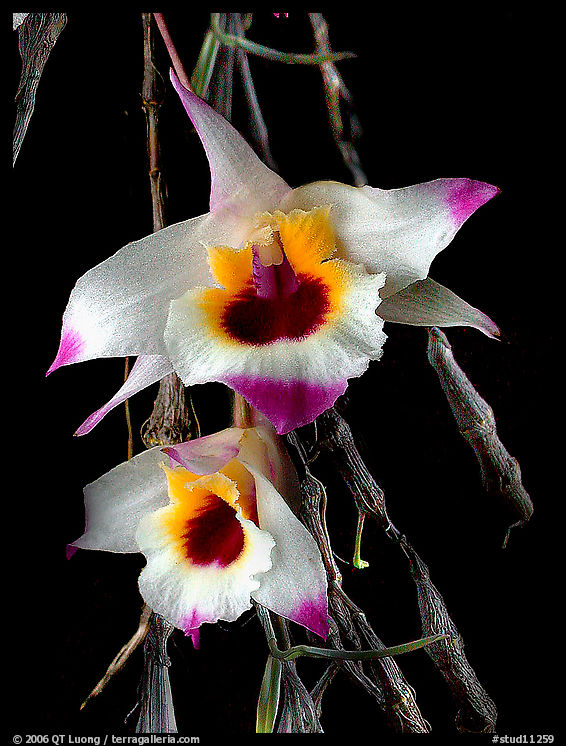 Dendrobium falconeri2. A species orchid