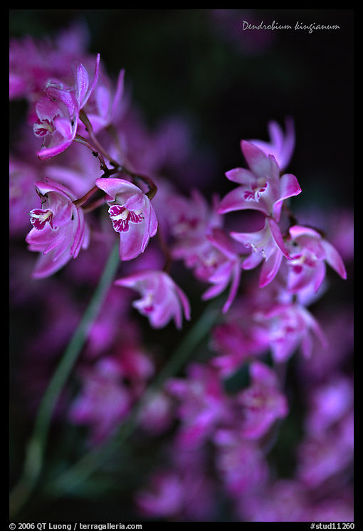 Dendrobium kingianum. A species orchid