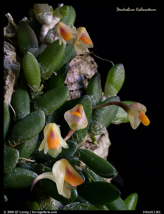 Dendrobium lichenastrum. A species orchid