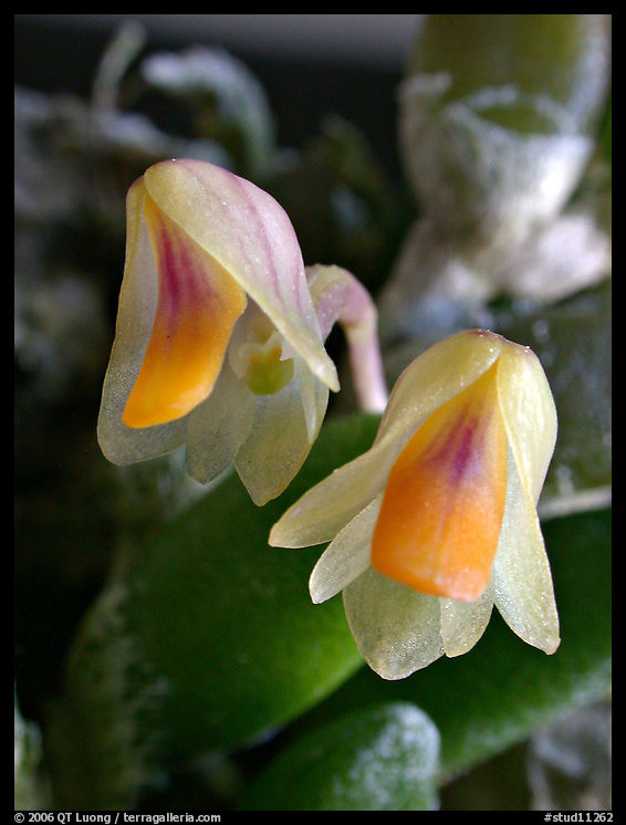 Dendrobium lichenastrum. A species orchid