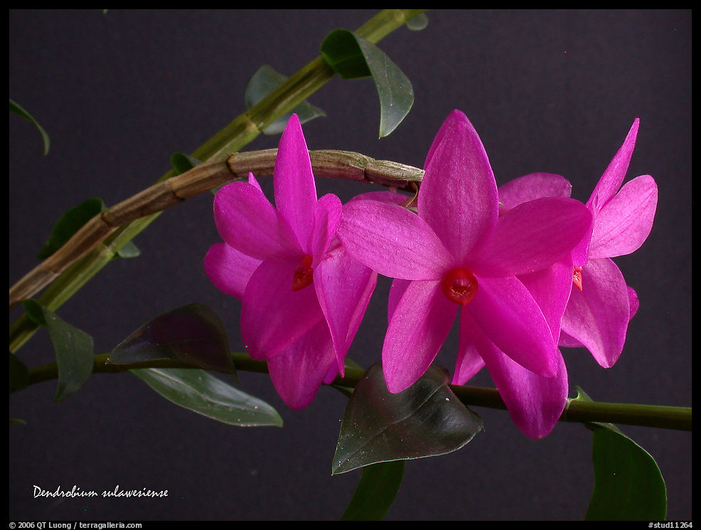 Dendrobium sulawesiense. A species orchid