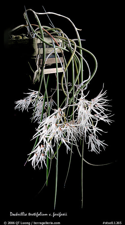 Dendrobium teretifolium. A species orchid