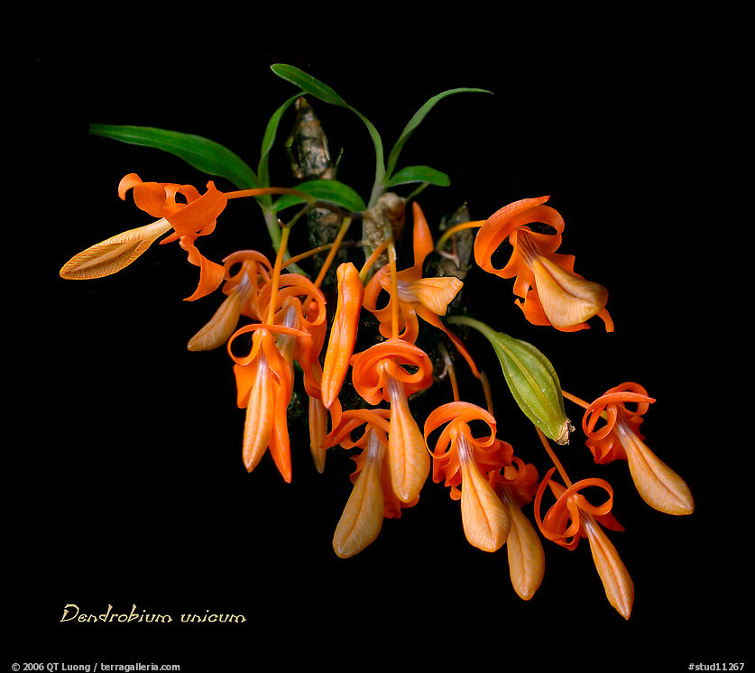 Dendrobium unicum. A species orchid