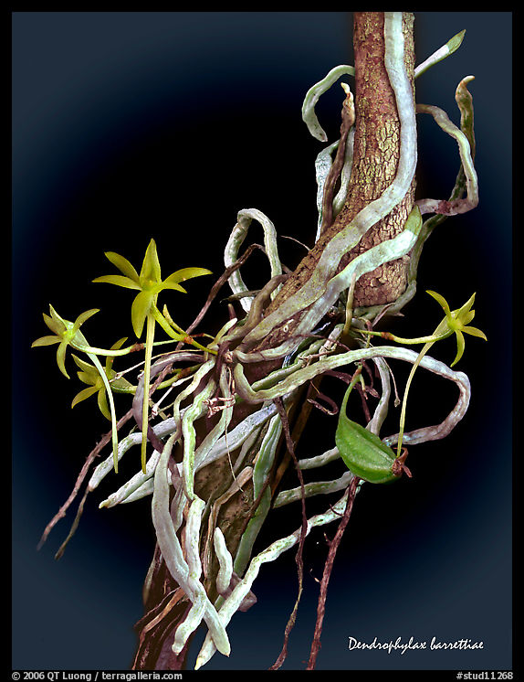 Dendrophylax barrettiae. A species orchid