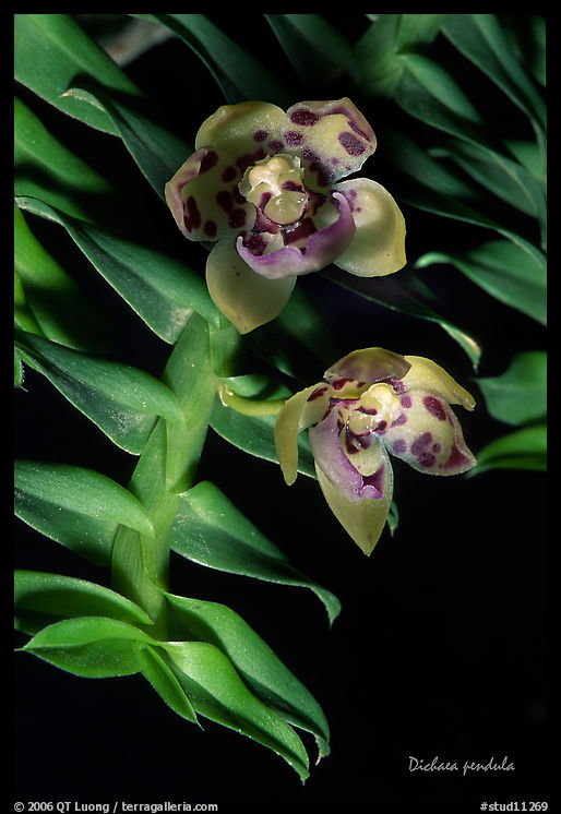Dichaea pendula. A species orchid