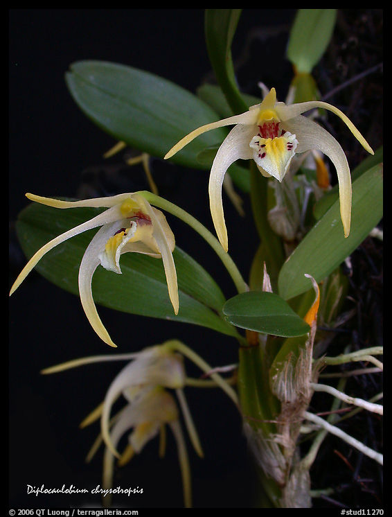 Diplocaulobium chrysotropsis. A species orchid