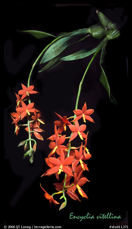 Encyclia vitellina. A species orchid