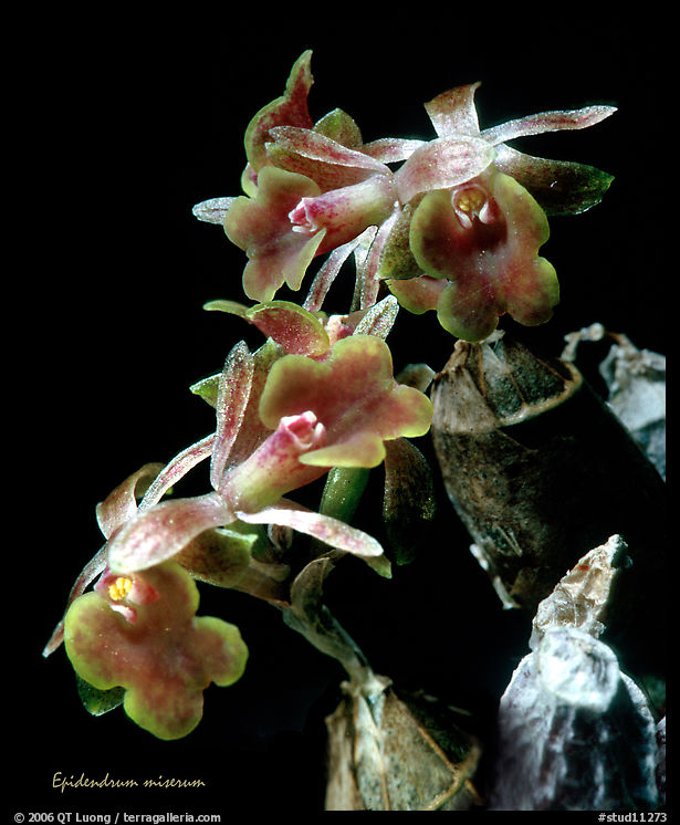Epidendrum miserum. A species orchid