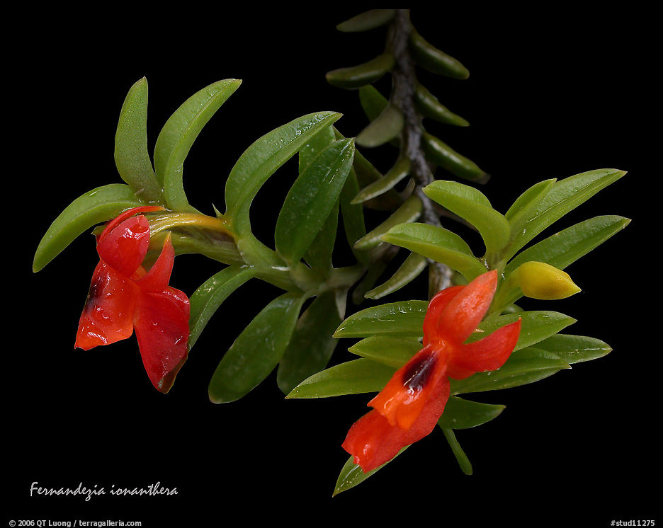 Fernandezia ionantha. A species orchid