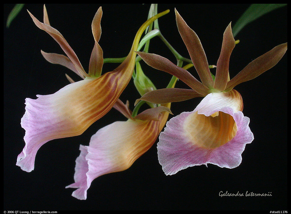 Galeandra batermanii. A species orchid