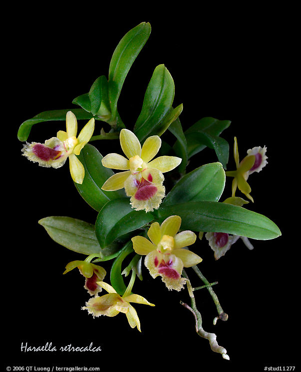 Haraella retrocalca. A species orchid