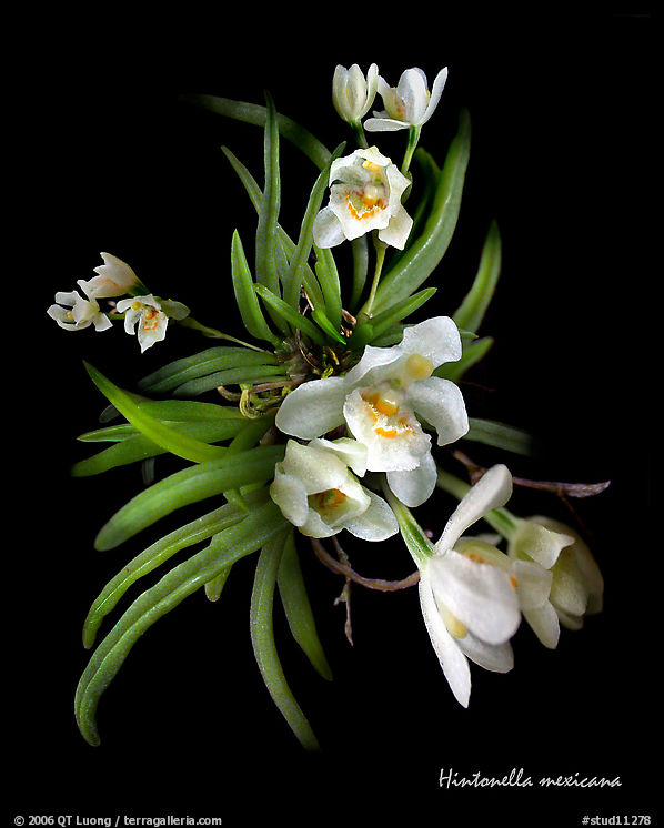 Hintonella mexicana. A species orchid