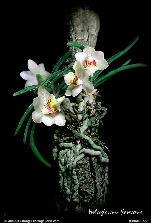 Holcoglossum flavescens. A species orchid