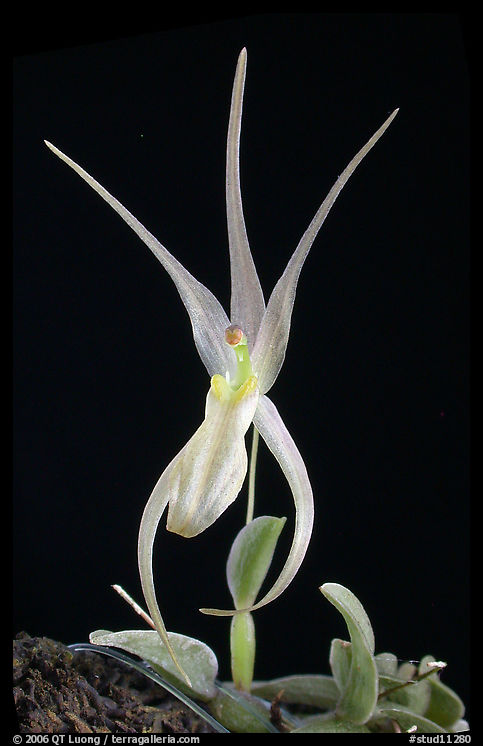 Homalopetallum pumilio. A species orchid