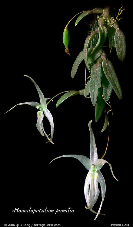 Homalopetalum pumilio. A species orchid