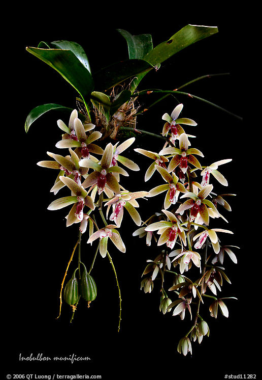 Inobulbon munificum. A species orchid