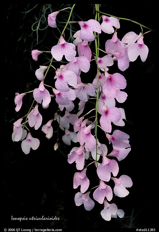 Ionopsis utricularioides. A species orchid