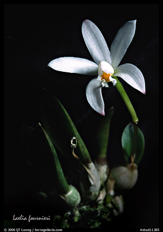 Laelia fournieri. A species orchid