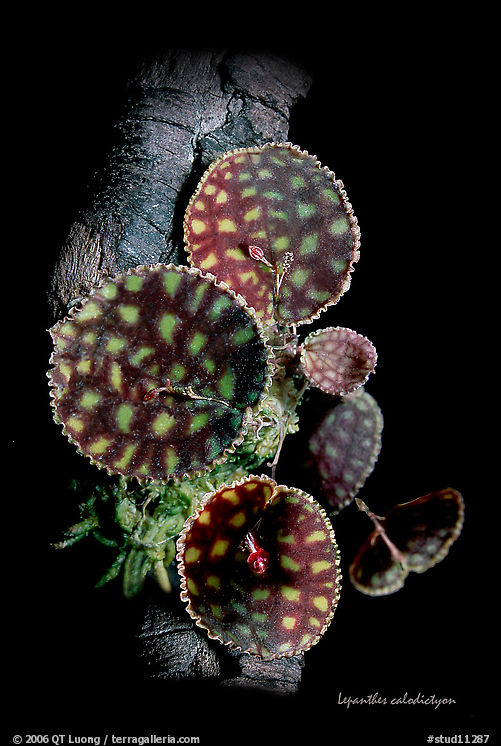 Lepanthes calodictyon. A species orchid