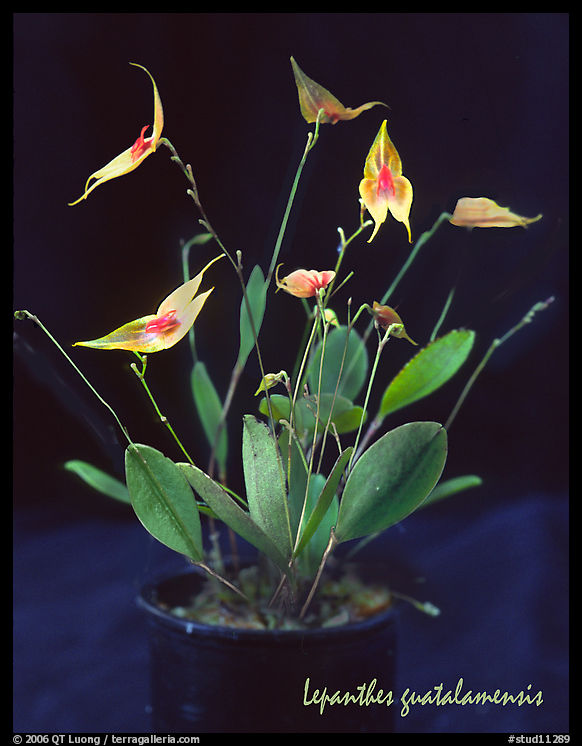 Lepanthes guatalamensis. A species orchid
