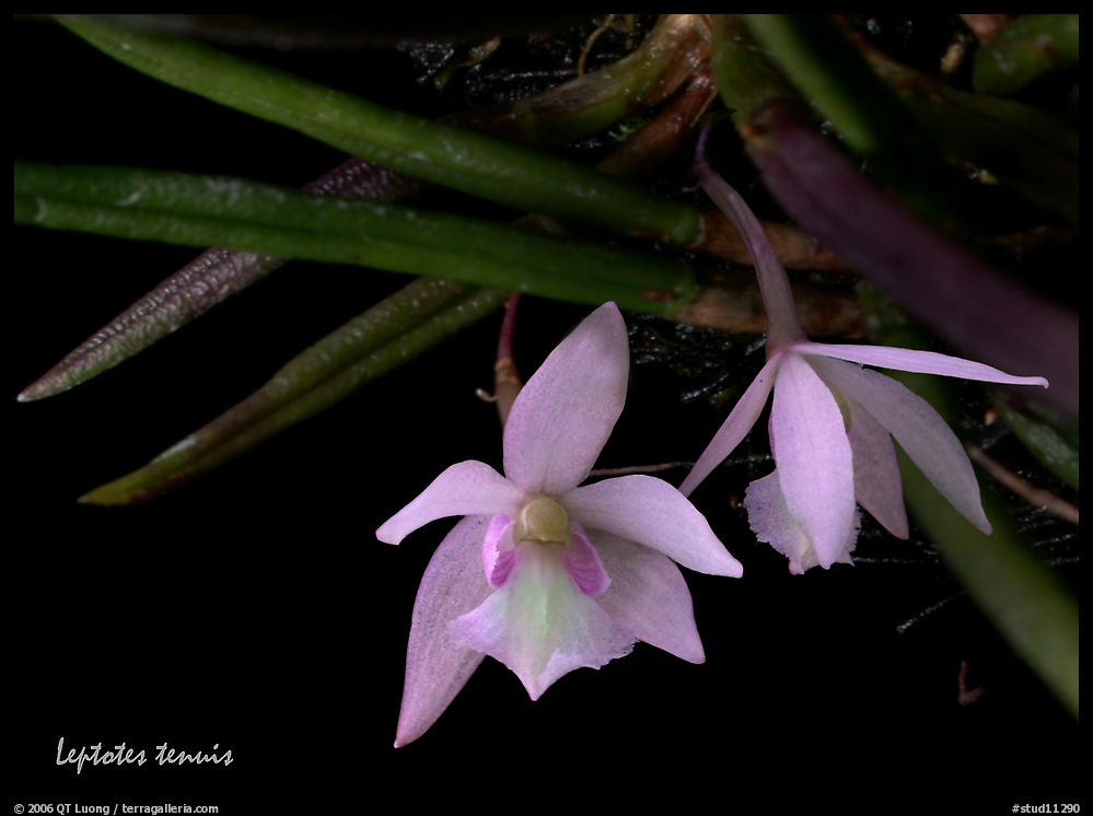 Leptotes tenuis. A species orchid