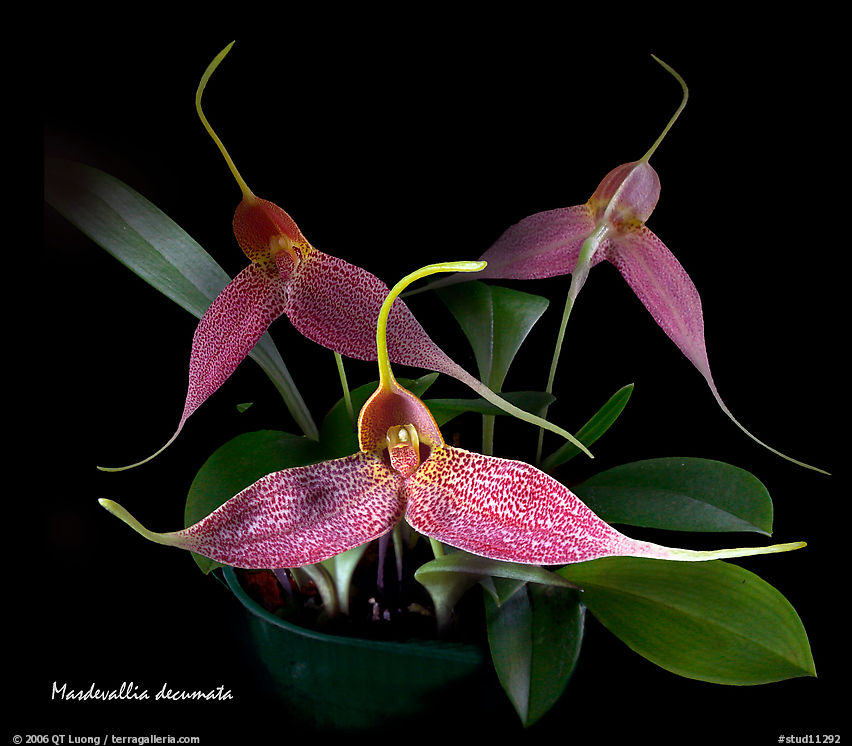 Masdevallia decumata. A species orchid