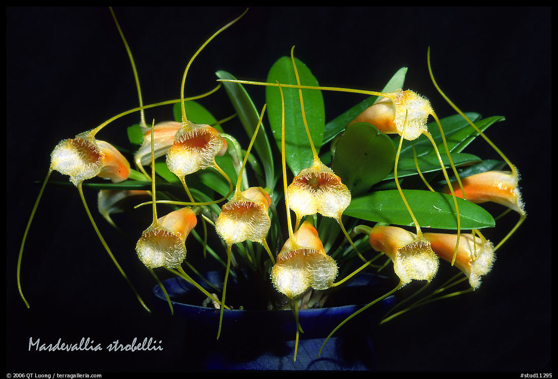 Masdevallia strobelii. A species orchid
