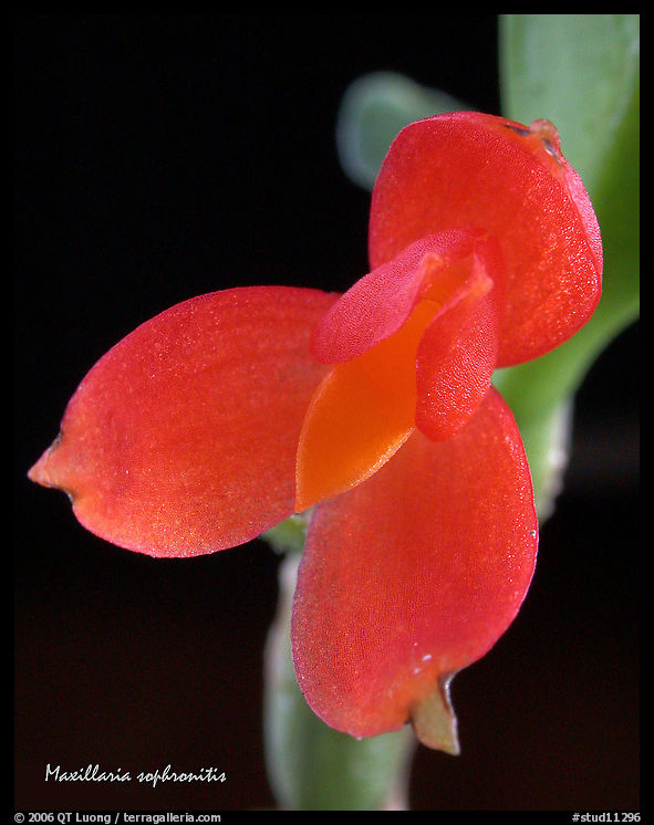 Maxillaria sophronitis. A species orchid