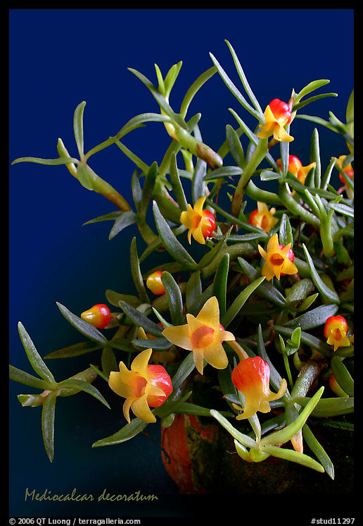 Mediocalcar decoratum. A species orchid