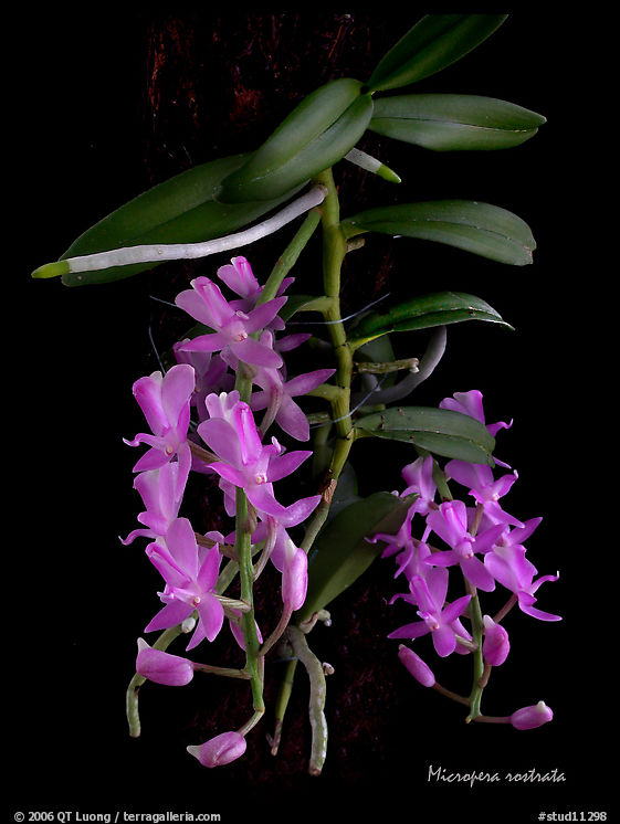 Micropera rostrata. A species orchid