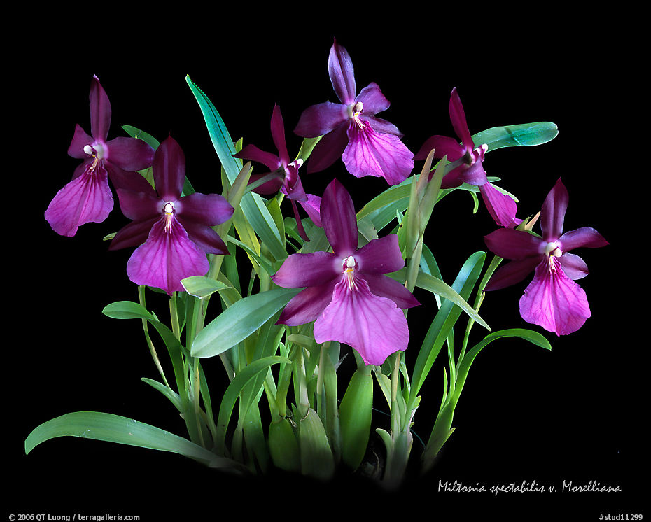 Miltonia spectabilis v. Morelliana. A species orchid