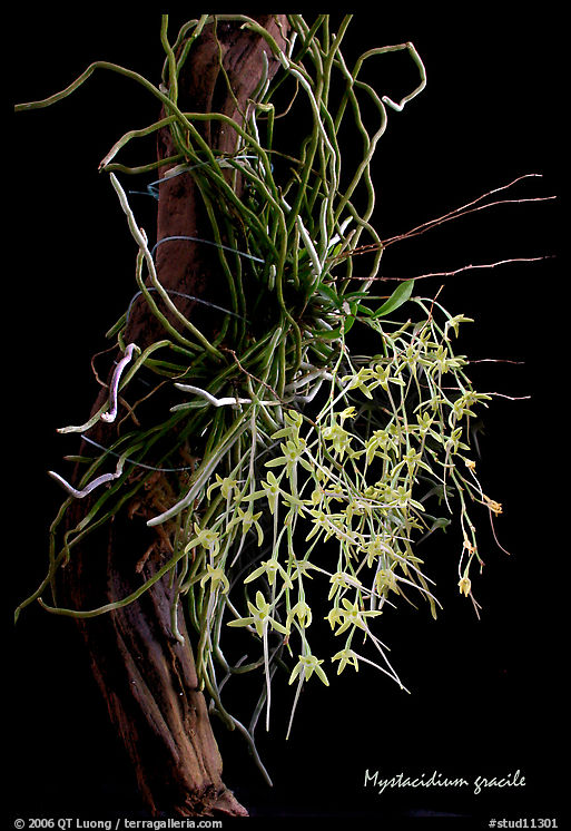 Mystacidium gracile. A species orchid
