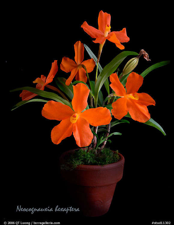 Neocognauxia hexaptera. A species orchid