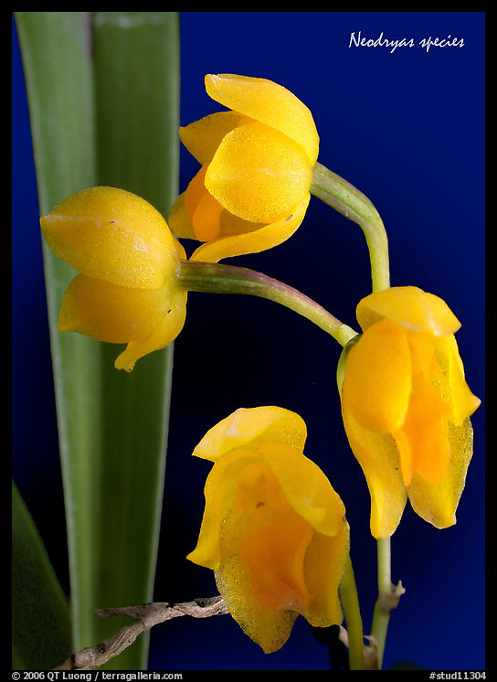 Neodryas species. A species orchid