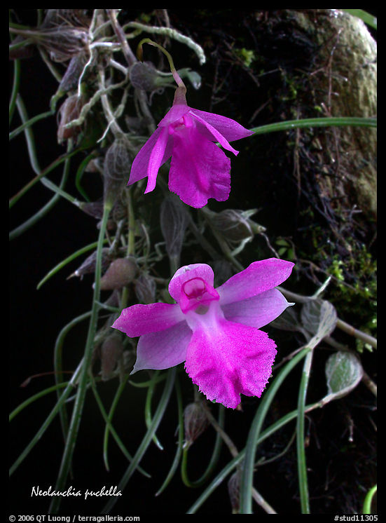 Neolauchia puchella. A species orchid