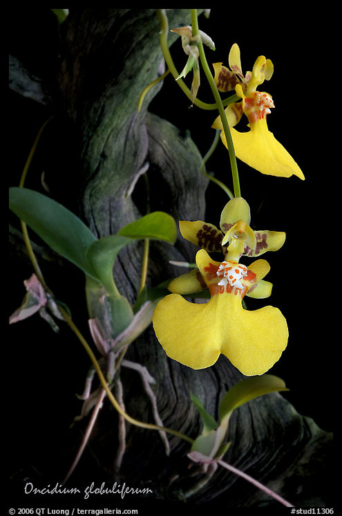 Oncidium globuliferum. A species orchid