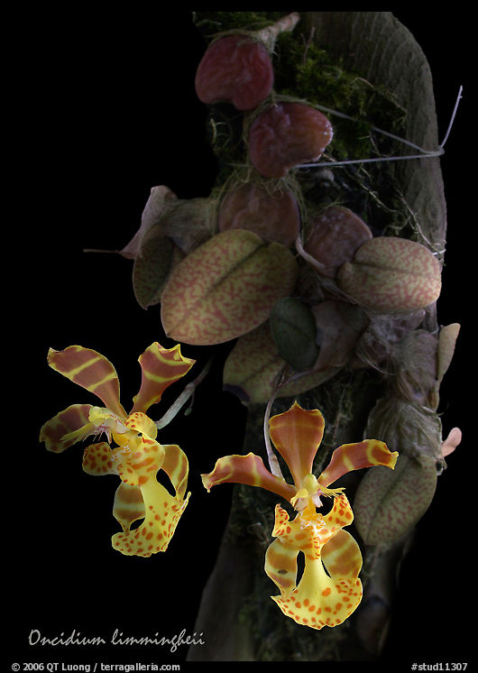 Oncidium limingheii. A species orchid