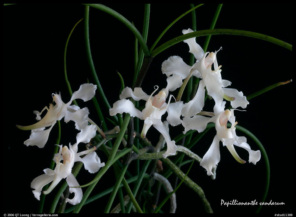Papillionanthe vandarum. A species orchid