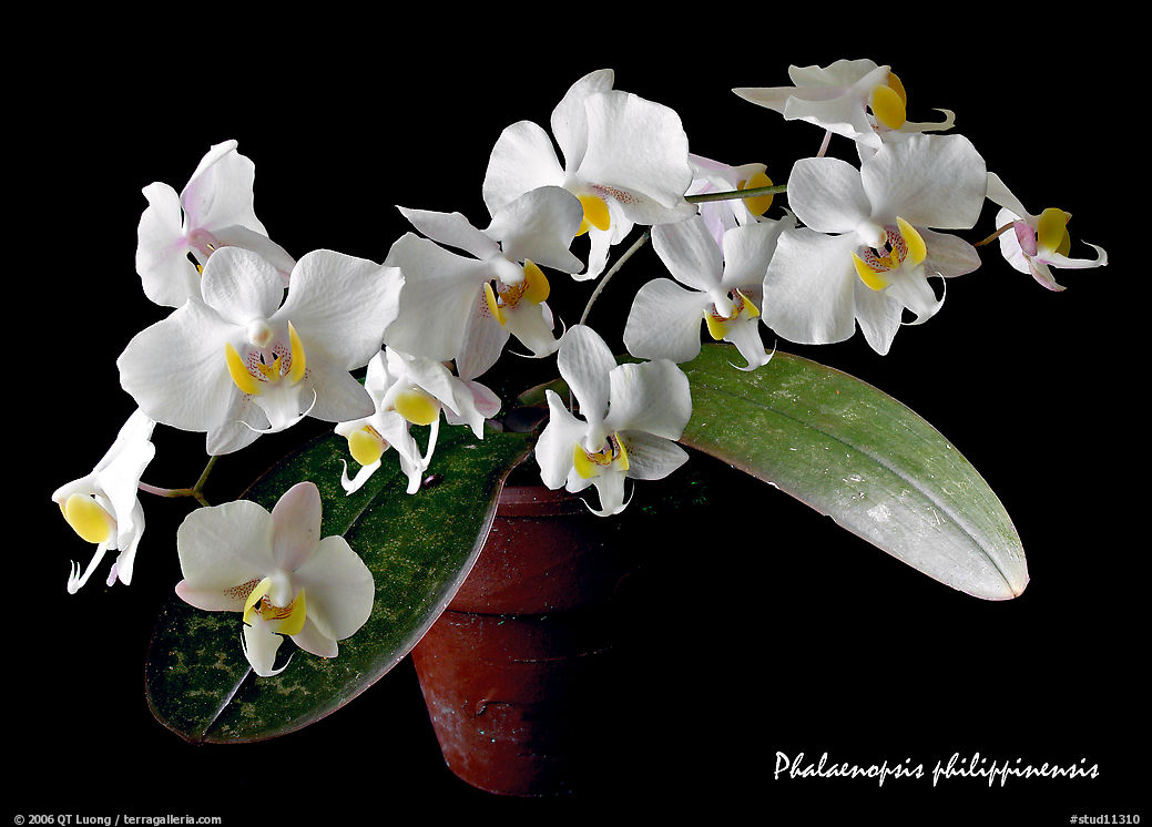 Phalaenopsis philippinensis. A species orchid
